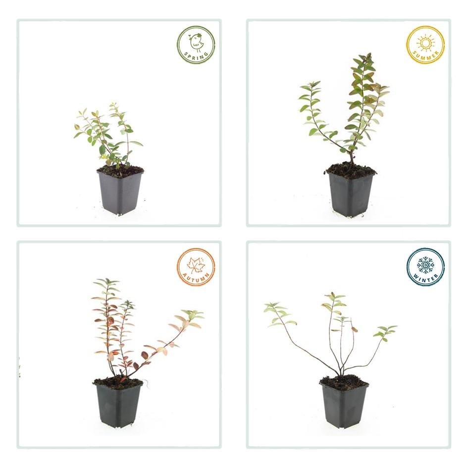 green-guardia-johanniskraut-peter-dummer-zierstrauch-9-cm-topf image 3