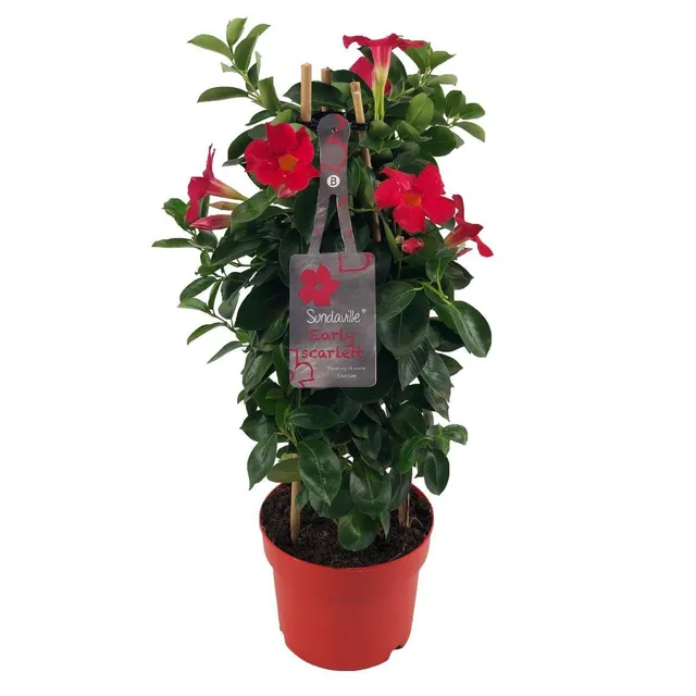 green-guardia-unsere-pflanzen-mandevilla-early-scarlet-dipladenia-17cm image 1