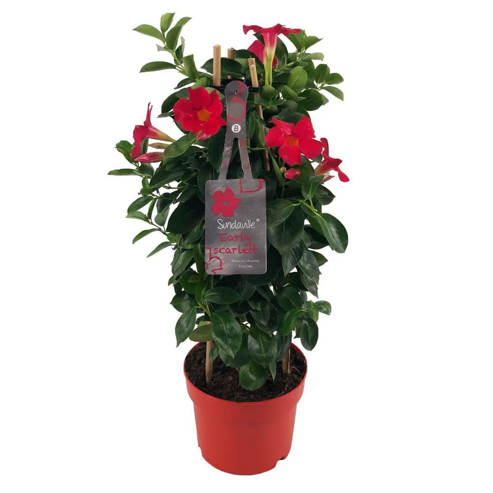 green-guardia-unsere-pflanzen-mandevilla-early-scarlet-dipladenia-17cm image 1
