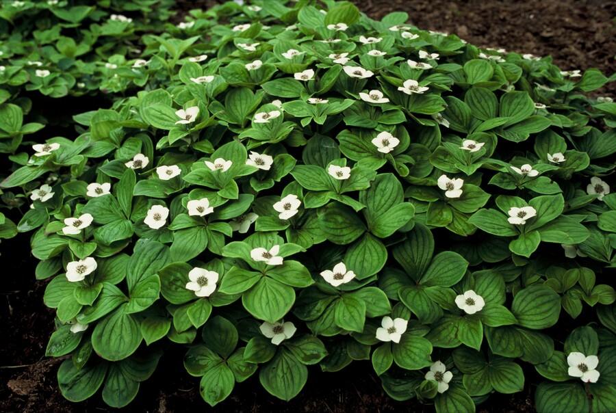 green-guardia-cornus-canadensis-bodendecker-6-pflanzen image 4