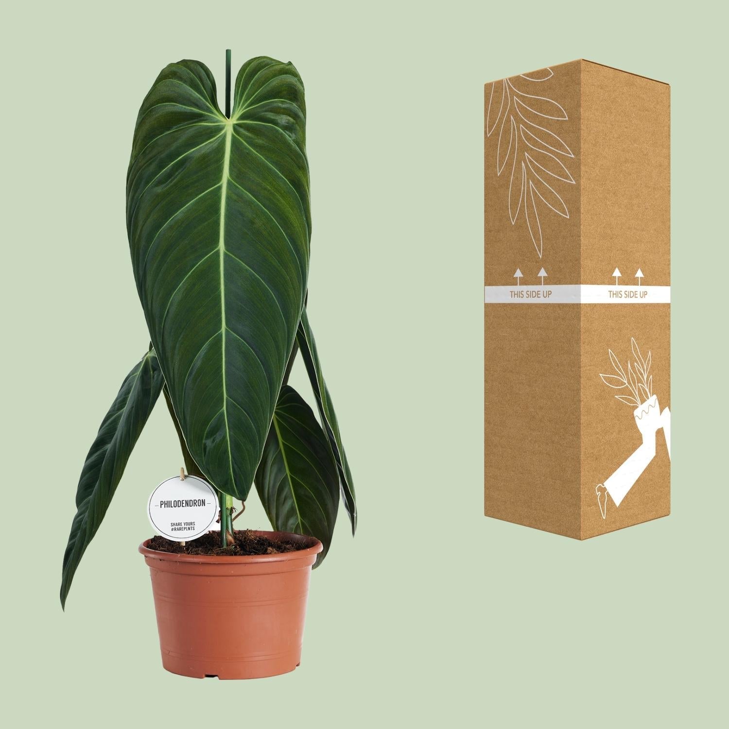 green-guardia-philodendron-melanochrysum-baumfreund-75cm-21cm-topf image 3