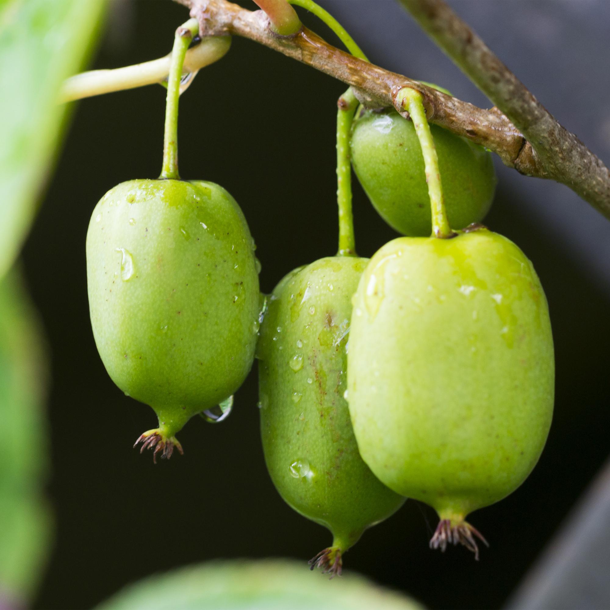green-guardia-unsere-pflanzen-mini-kiwi-issai-obstpflanze-2-pflanzen image 5