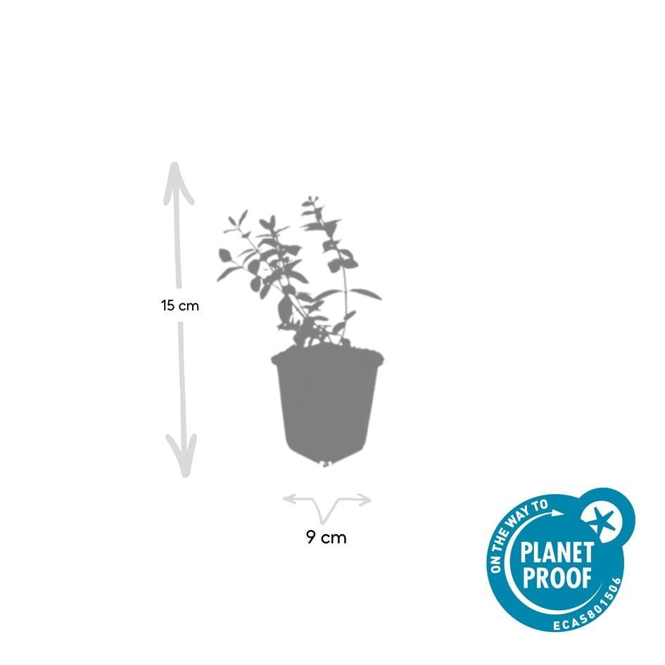 green-guardia-johanniskraut-peter-dummer-zierstrauch-9-cm-topf image 2