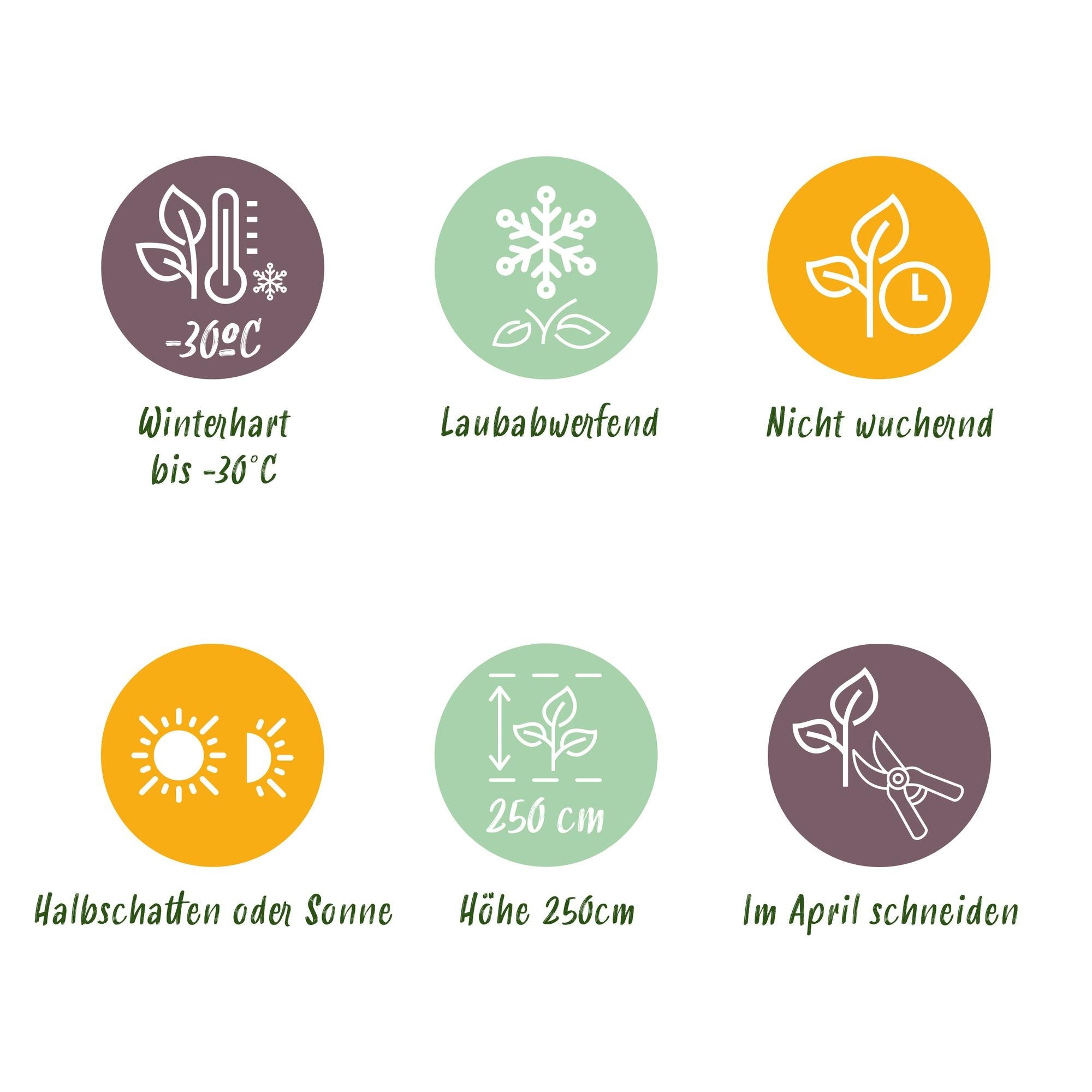 green-guardia-cornus-alba-tricolour-hartriegel-3-pflanzen image 4