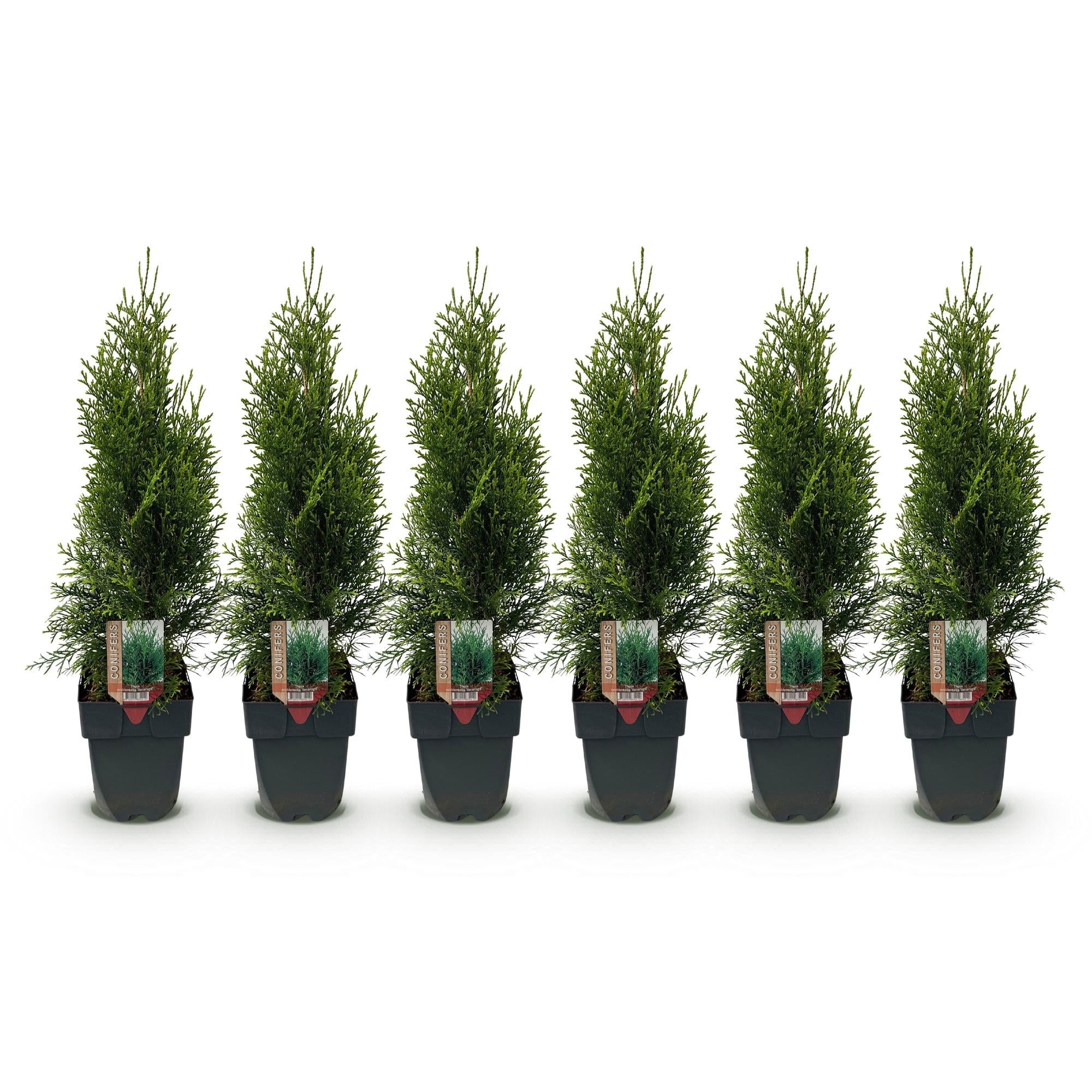 green-guardia-thuja-smaragd-heckenpflanze-17cm-60cm-immergr-n image 3