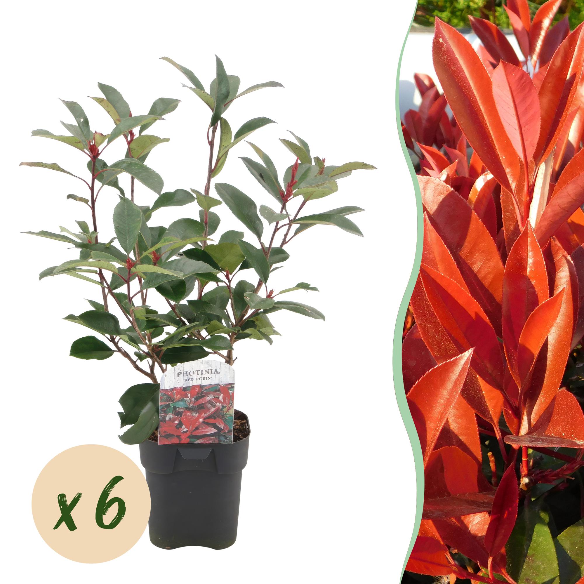 green-guardia-photinia-red-robin-glanzmispel-hecke-6-pflanzen-50cm image 1