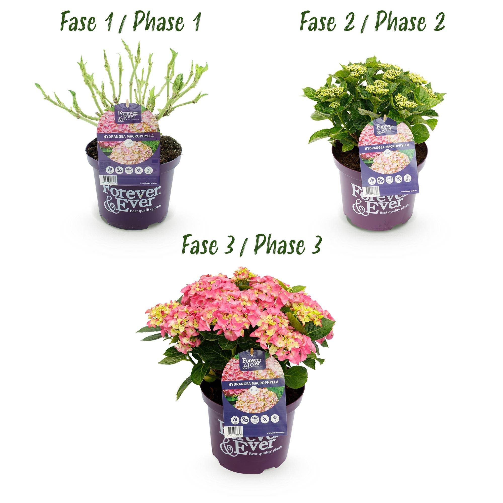 green-guardia-forever-ever-hortensie-rosa-1-pflanze-23-cm-topf image 4