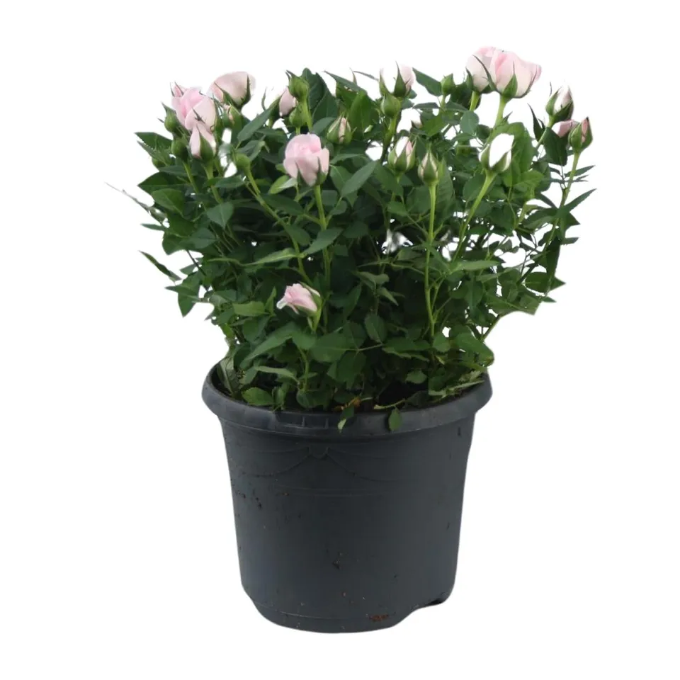 green-guardia-zwergrose-jewel-patio-baby-rosa-17-cm-topf image 1