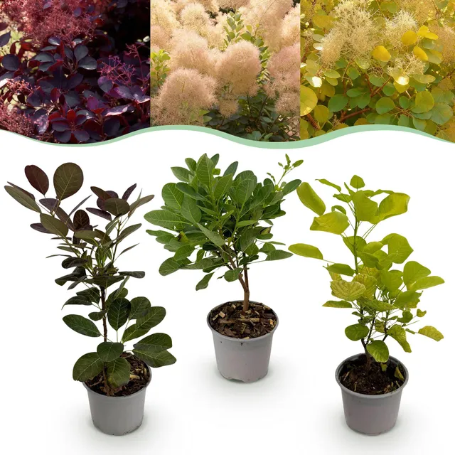 green-guardia-unsere-pflanzen-cotinus-tricolour-zierstrauch-12cm-topf image 1