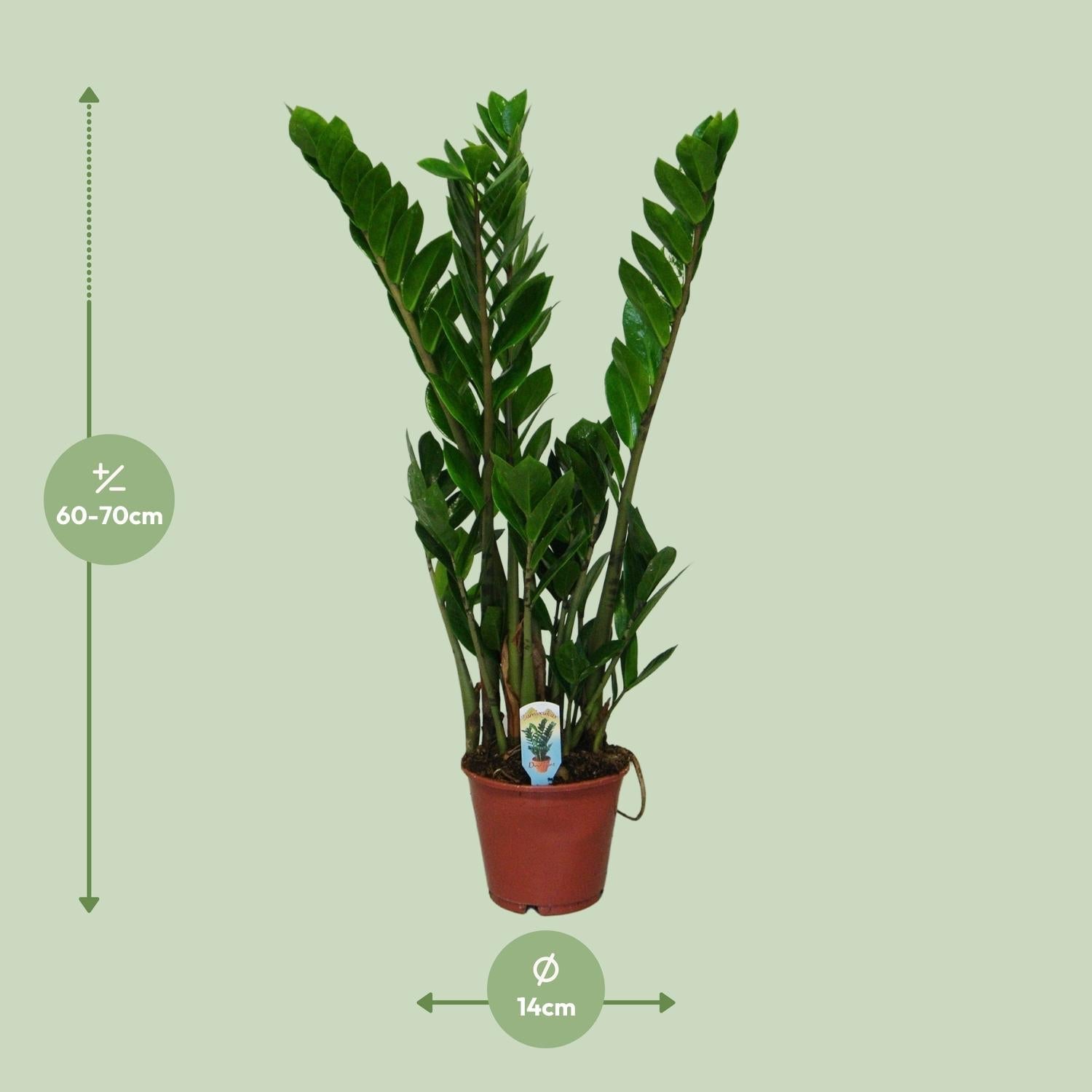 green-guardia-zamioculcas-zamiifolia-gl-cksfeder-40-95cm image 6