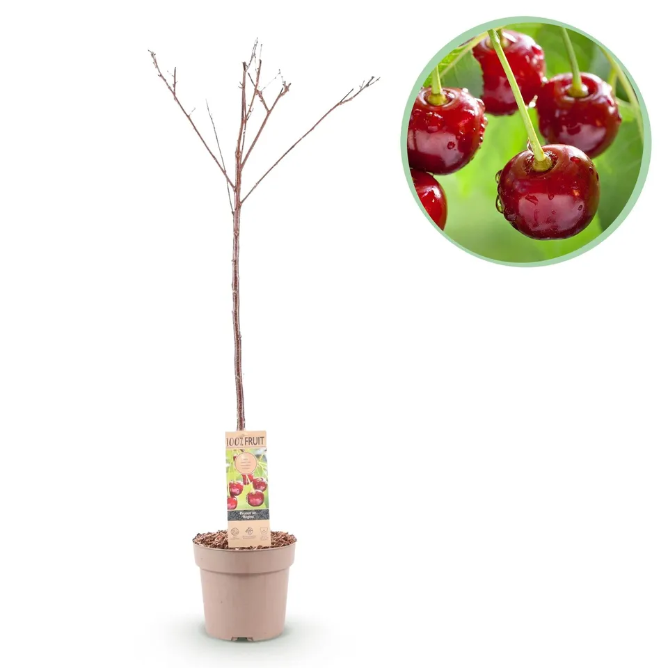 green-guardia-prunus-regina-kirschbaum-21cm-topf-s image 1