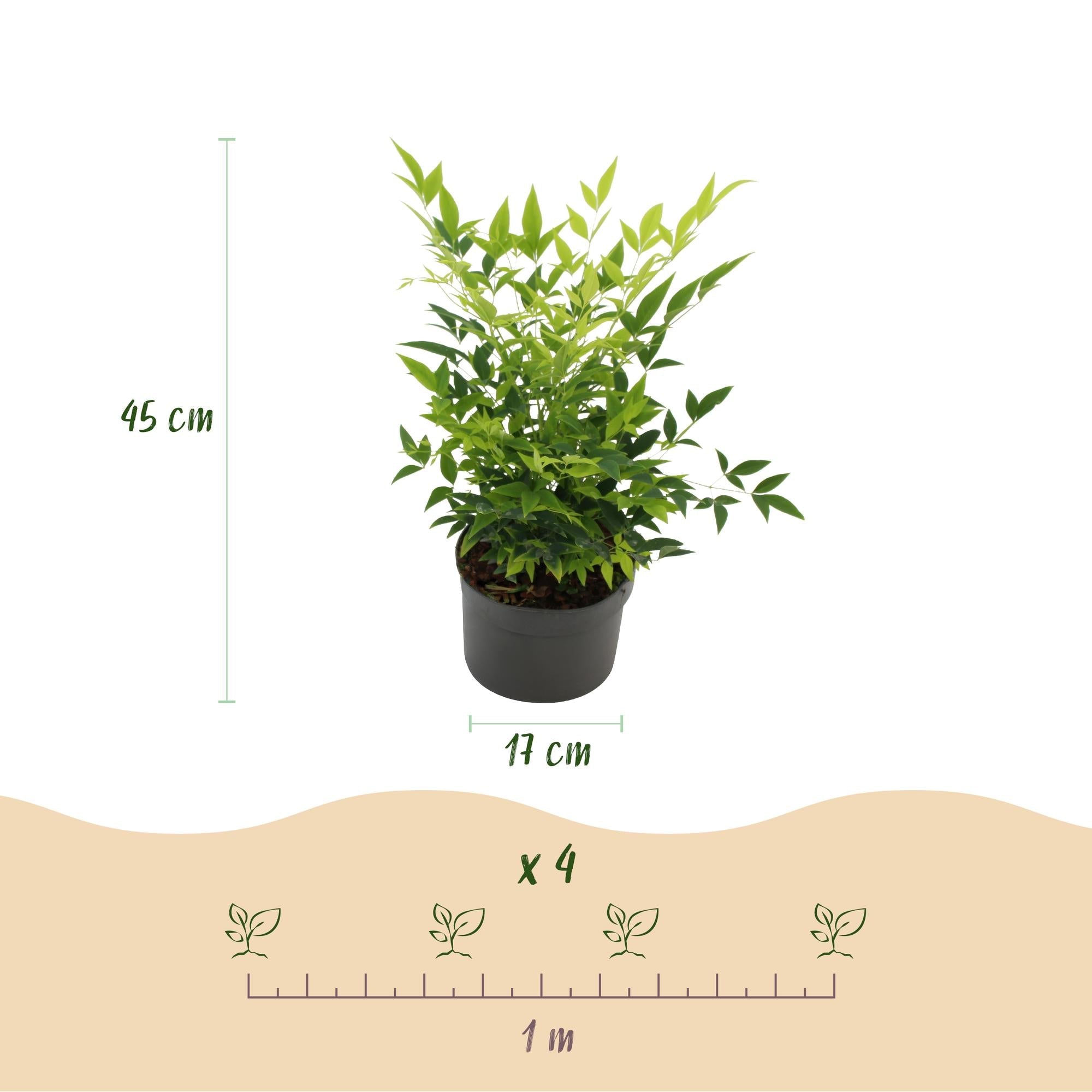 green-guardia-nandina-lemon-lime-zierstrauch-17cm-topf image 2