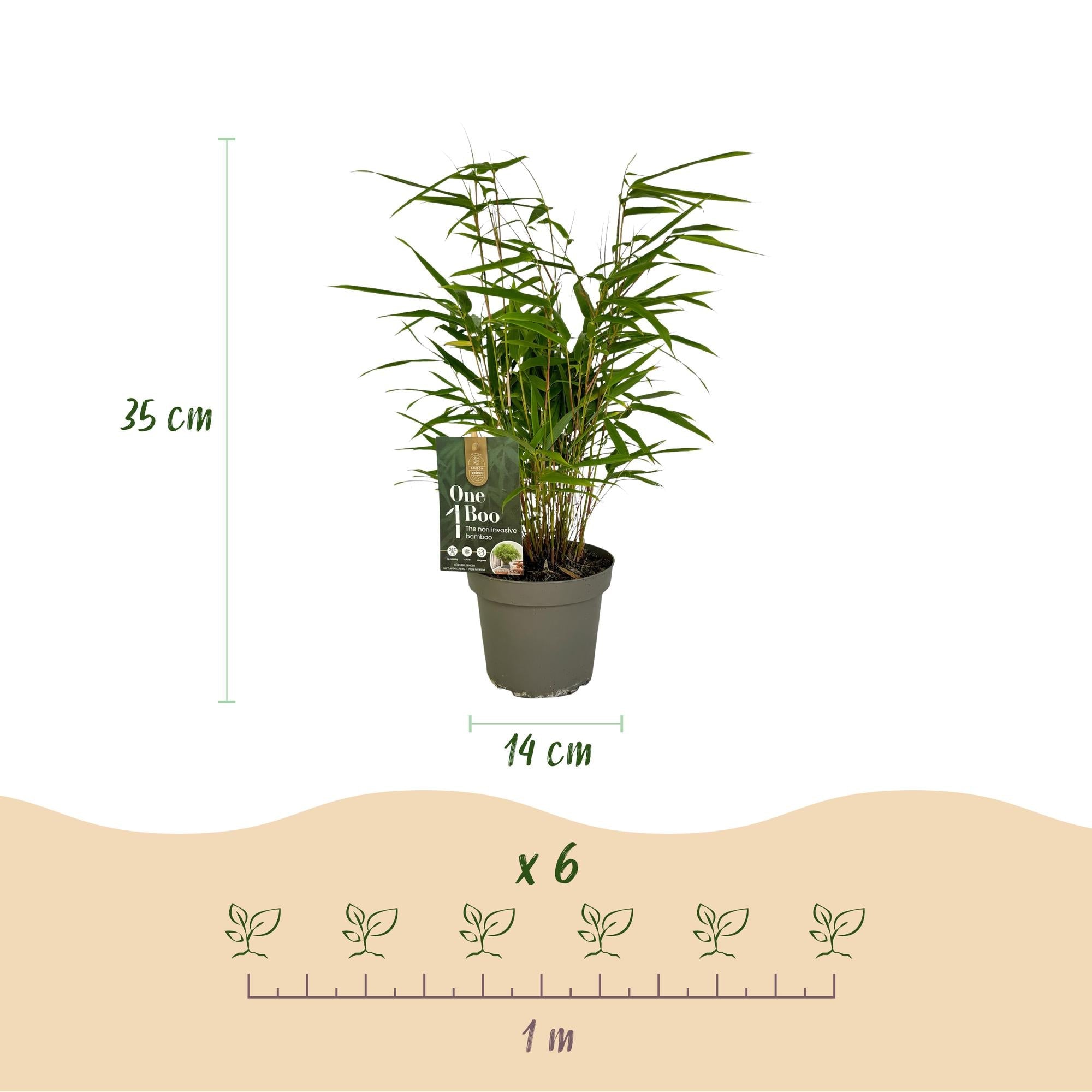 green-guardia-fargesia-rufa-bambus-2x-pflanzen-35cm-winterhart image 2