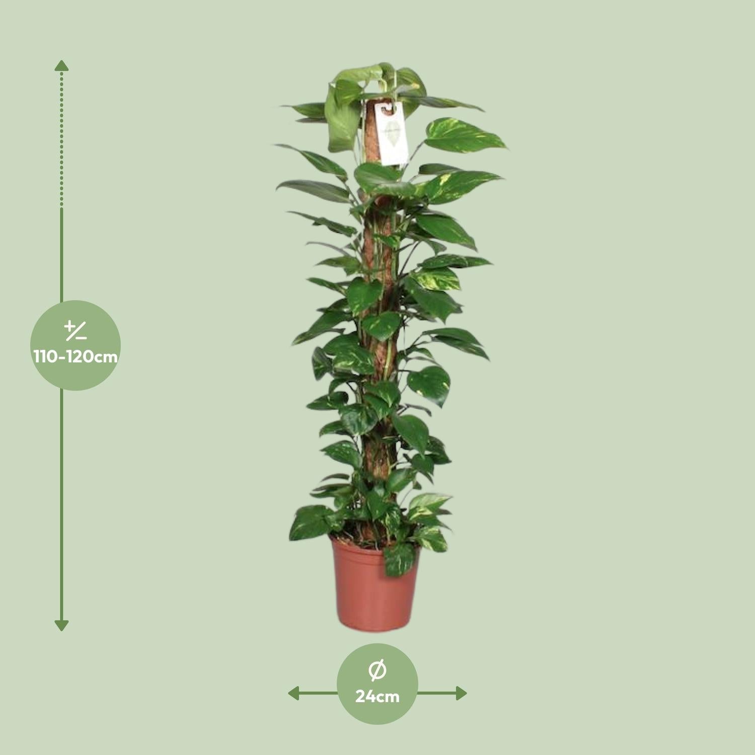 green-guardia-epipremnum-pinnatum-efeutute-moosstab-80cm image 2