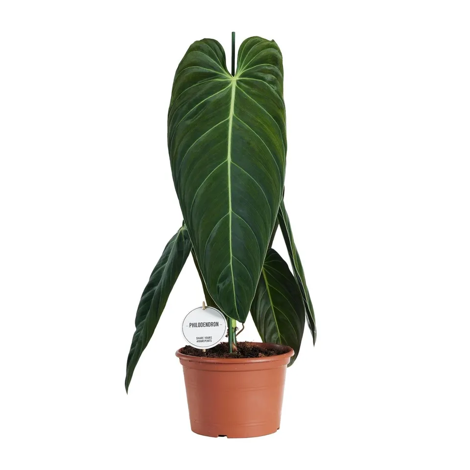green-guardia-philodendron-melanochrysum-baumfreund-75cm-21cm-topf image 1