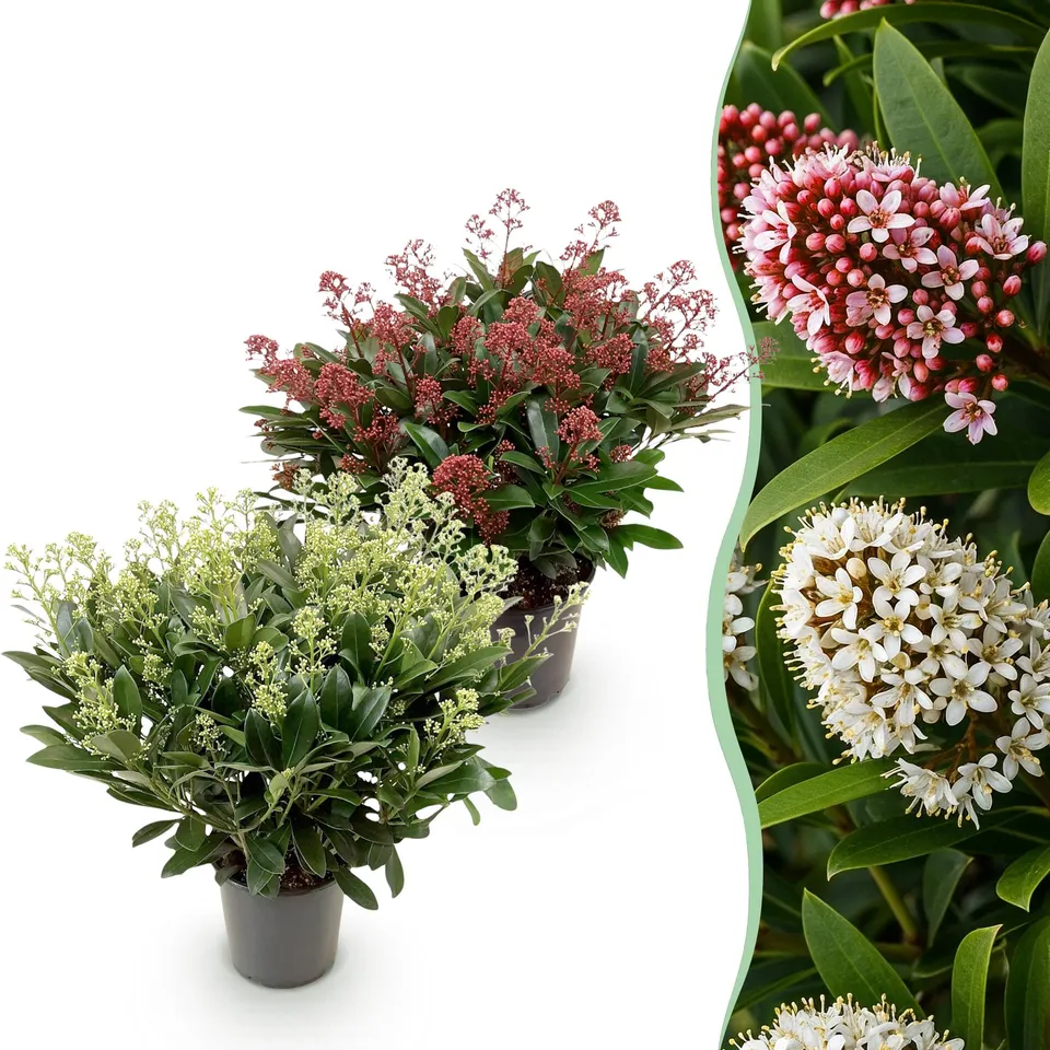 green-guardia-unsere-pflanzen-skimmia-japonica-duo-60-cm-19-cm-topf image 1