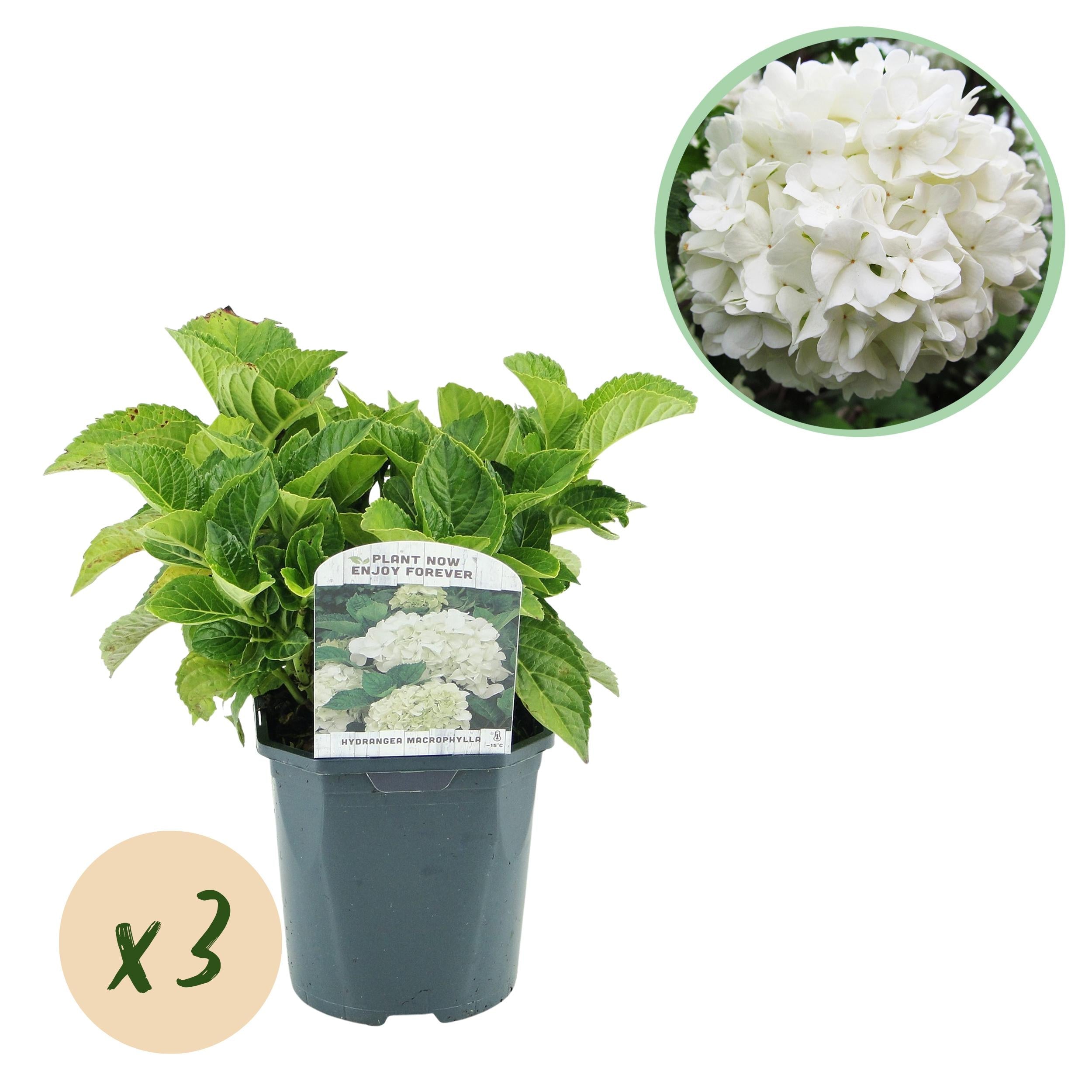 green-guardia-hydrangea-hortensie-3-pflanzen-17-cm-topf image 3
