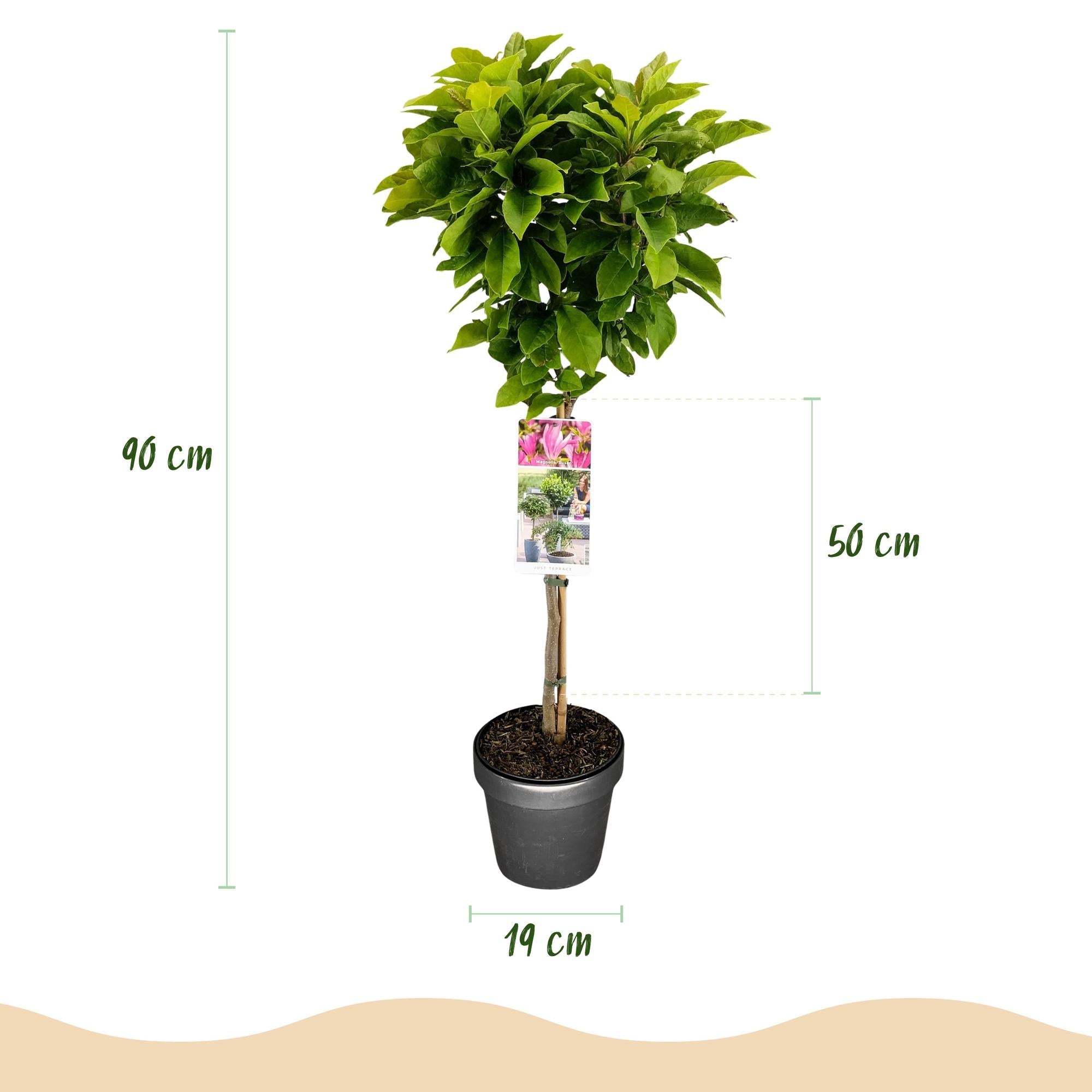 green-guardia-susan-magnolie-rosa-19-cm-topf-90-cm image 2