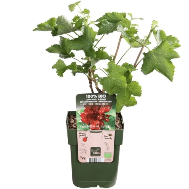 green-guardia-bio-stachelbeere-jungpflanze-13-cm-topf-20-cm image 1