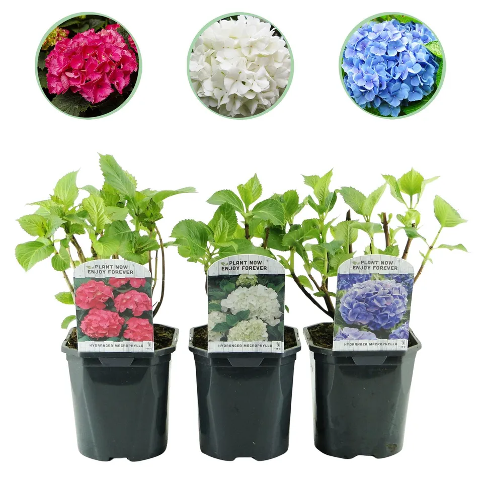 green-guardia-unsere-pflanzen-hortensie-tricolour-3er-set-17cm image 1