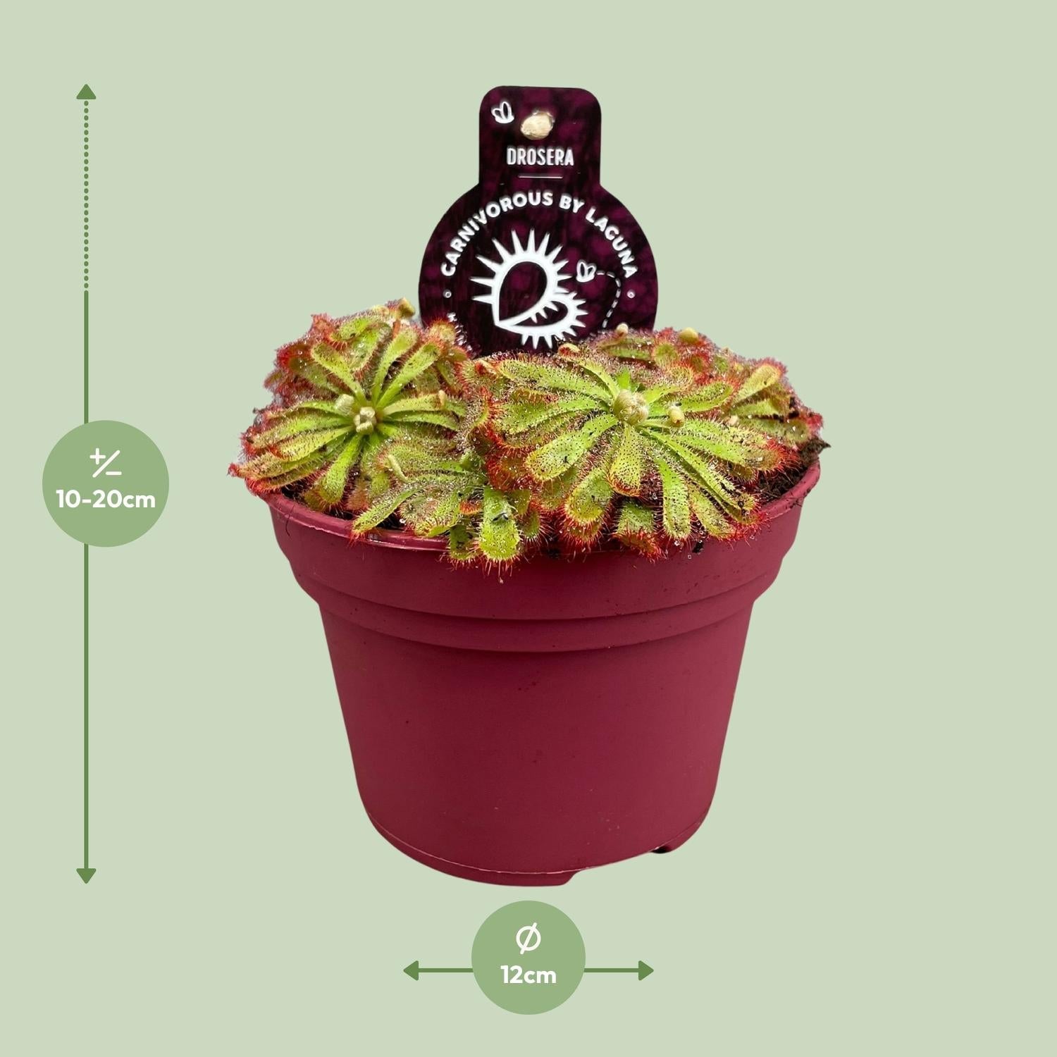 green-guardia-unsere-pflanzen-drosera-sonnentau-pflanze-12cm-topf image 2