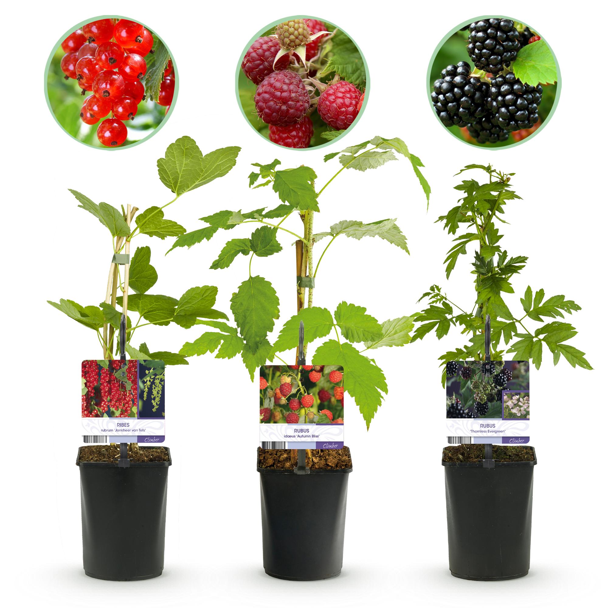green-guardia-obstpflanzen-mix-beeren-3-pflanzen-11cm-topf image 1