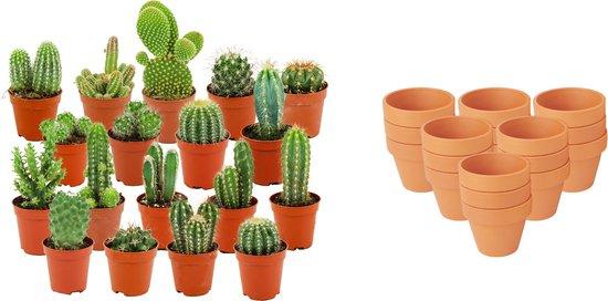 green-guardia-unsere-pflanzen-mini-kakteen-kollektion-3x-terrakotta-8cm image 2