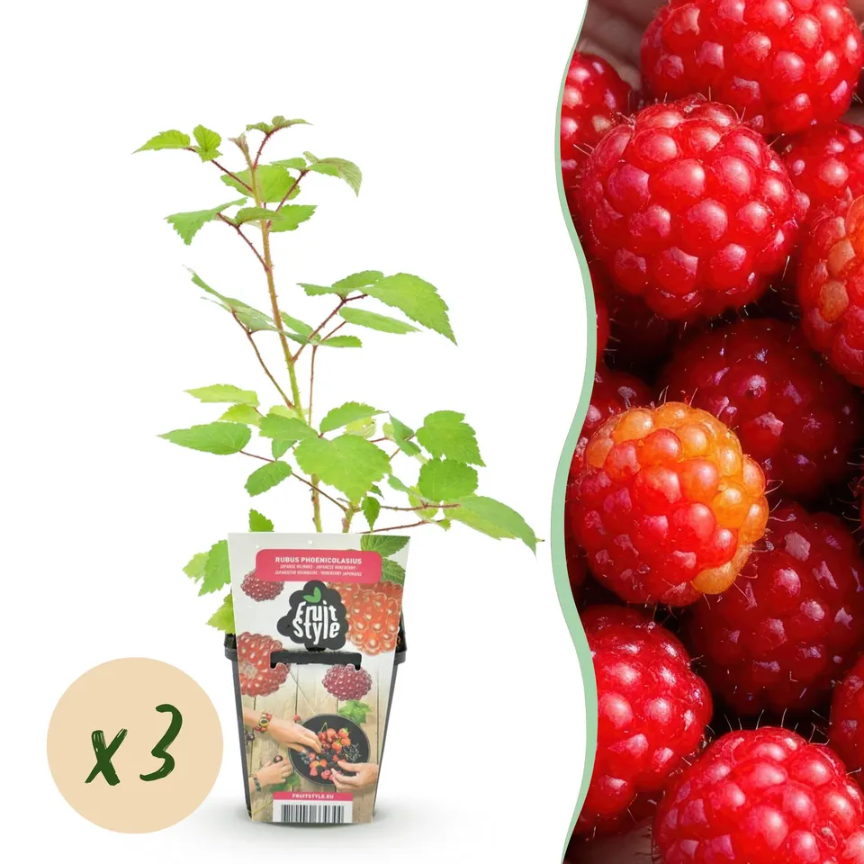 green-guardia-rubus-weinbeere-obstpflanze-3-pflanzen-rote-beere image 1