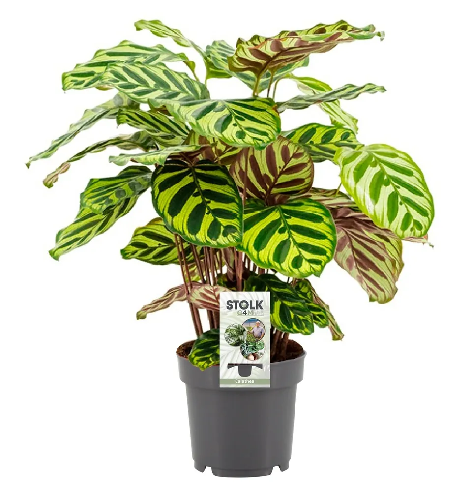 green-guardia-calathea-makoyana-korbmarante-zimmerpflanze-1x-gemustert image 1