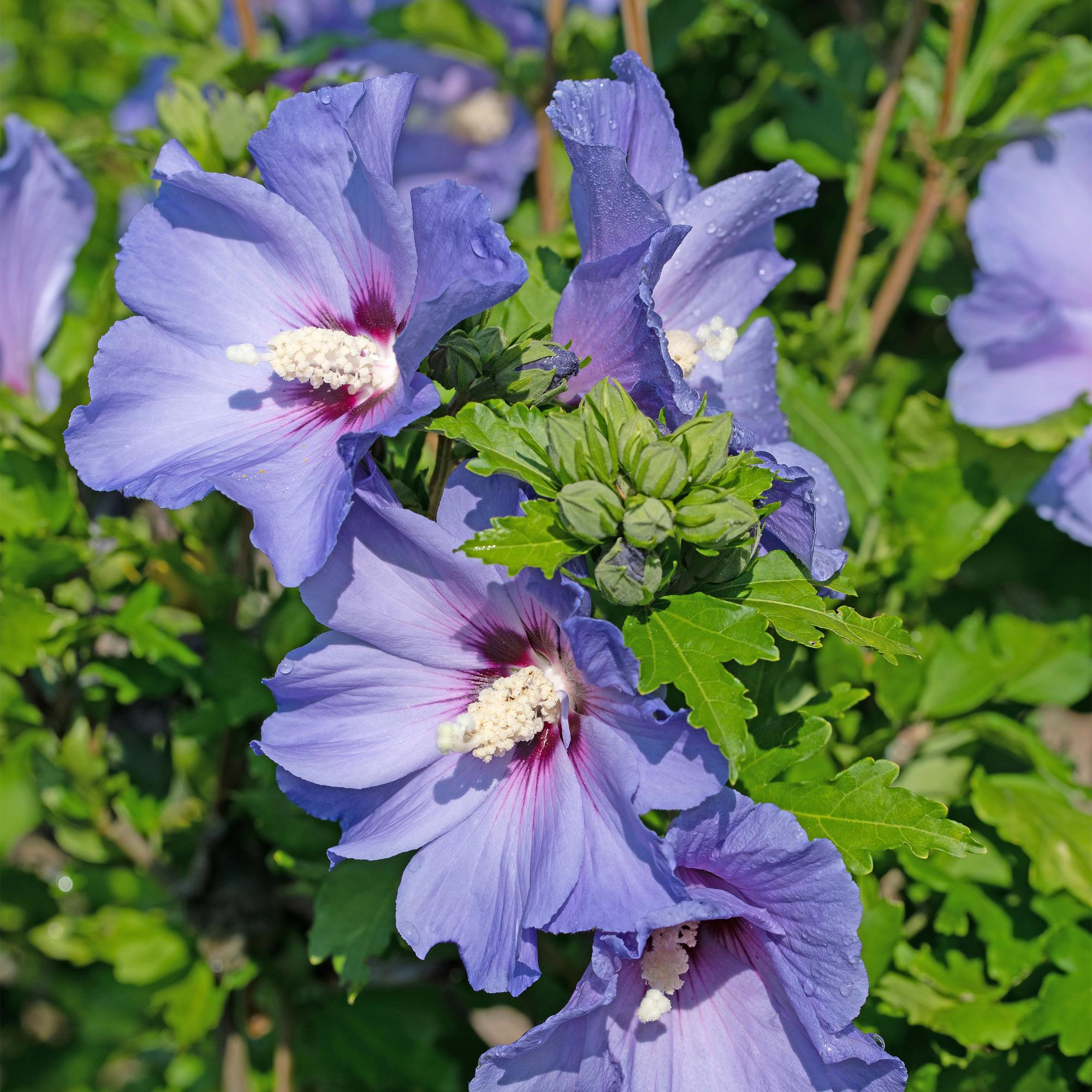 green-guardia-hibiskus-oiseau-blue-gartenstrauch-blau-45-cm-winterhart image 5