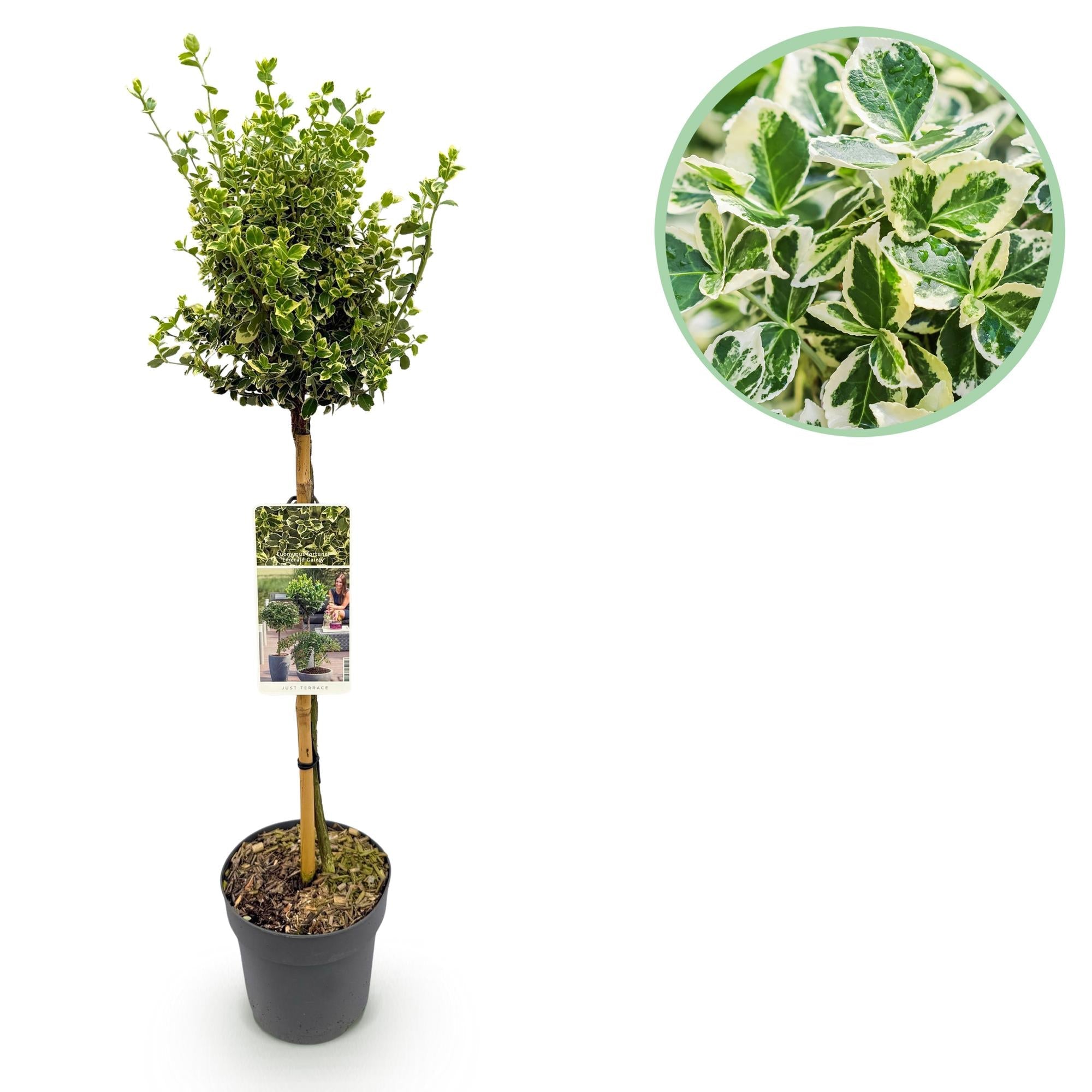 green-guardia-unsere-pflanzen-euonymus-emerald-gaiety-stamm-90cm image 1