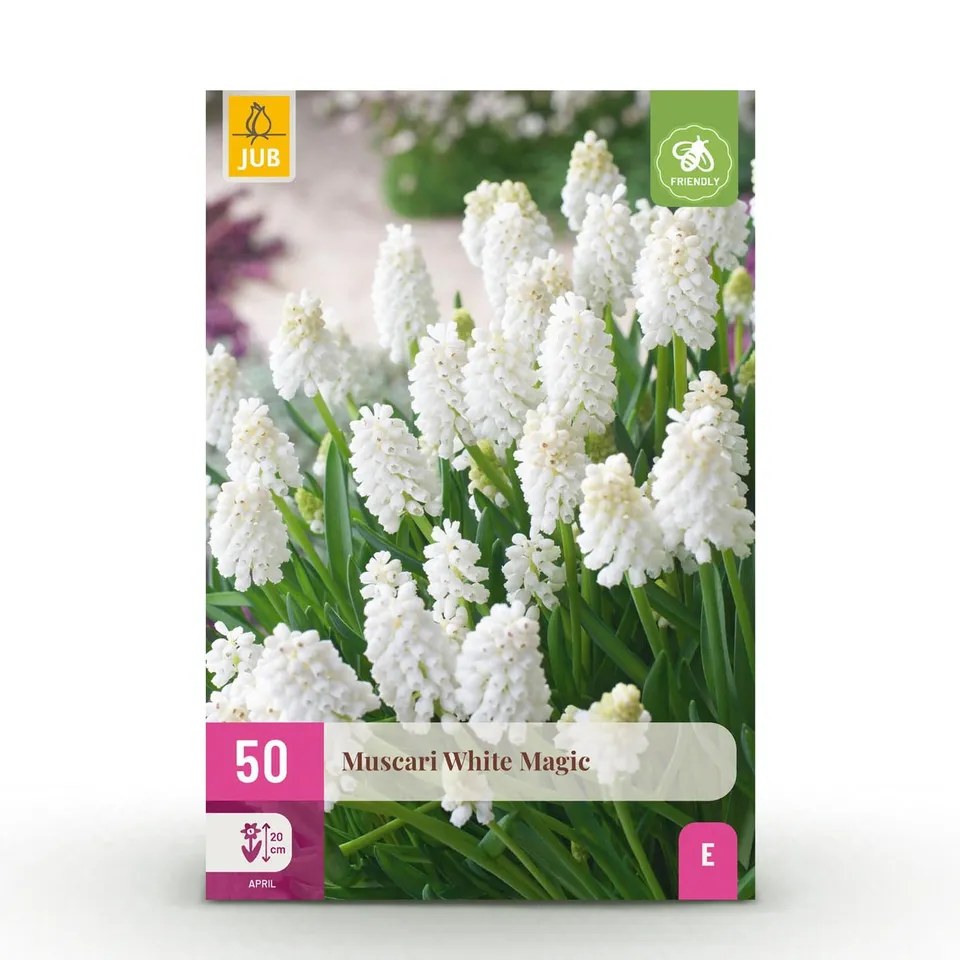 green-guardia-muscari-white-magic-blumenzwiebeln-wei-50-st-ck image 1