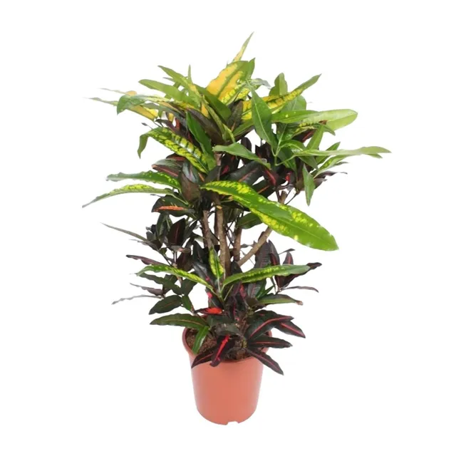 green-guardia-unsere-pflanzen-codiaeum-mango-croton-zimmerpflanze-110-cm image 1