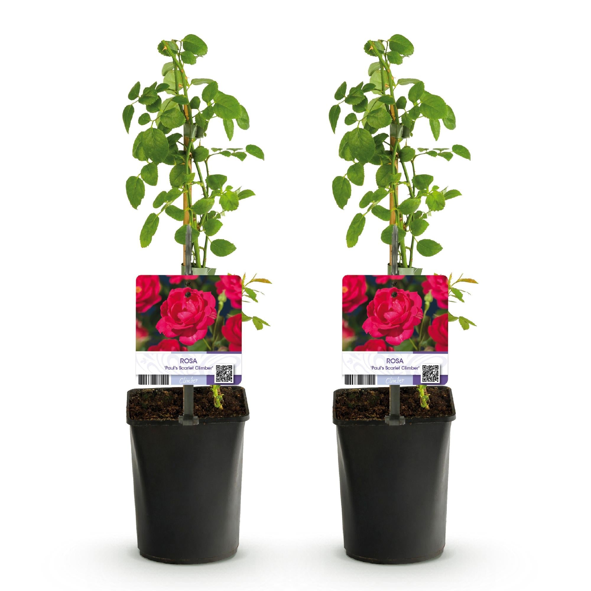 green-guardia-paul-scarlet-climber-kletterrose-2-pflanzen-40-cm image 2