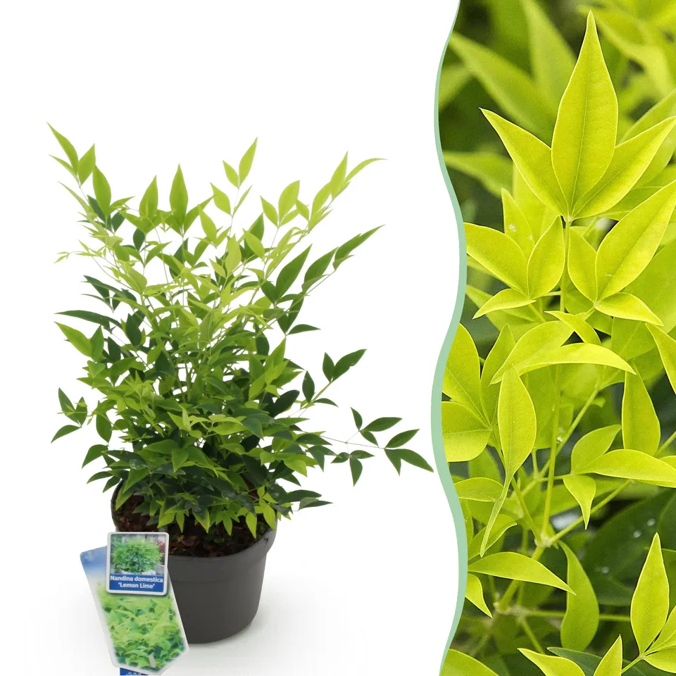 green-guardia-nandina-lemon-lime-zierstrauch-17cm-topf image 1