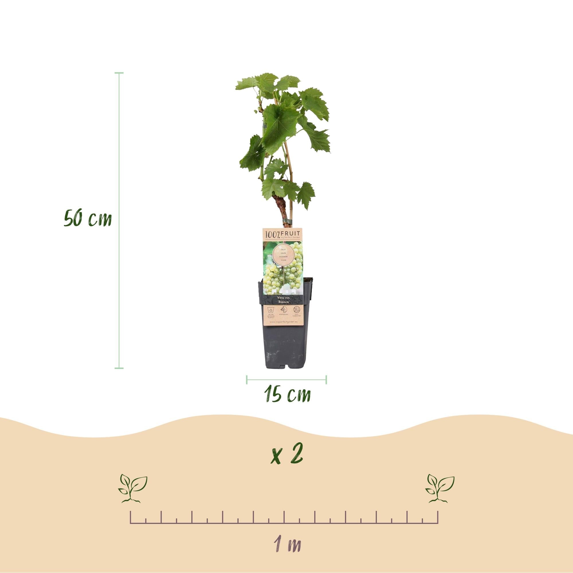 green-guardia-tafeltraube-bianca-obstpflanze-2-pflanzen-50-cm image 3