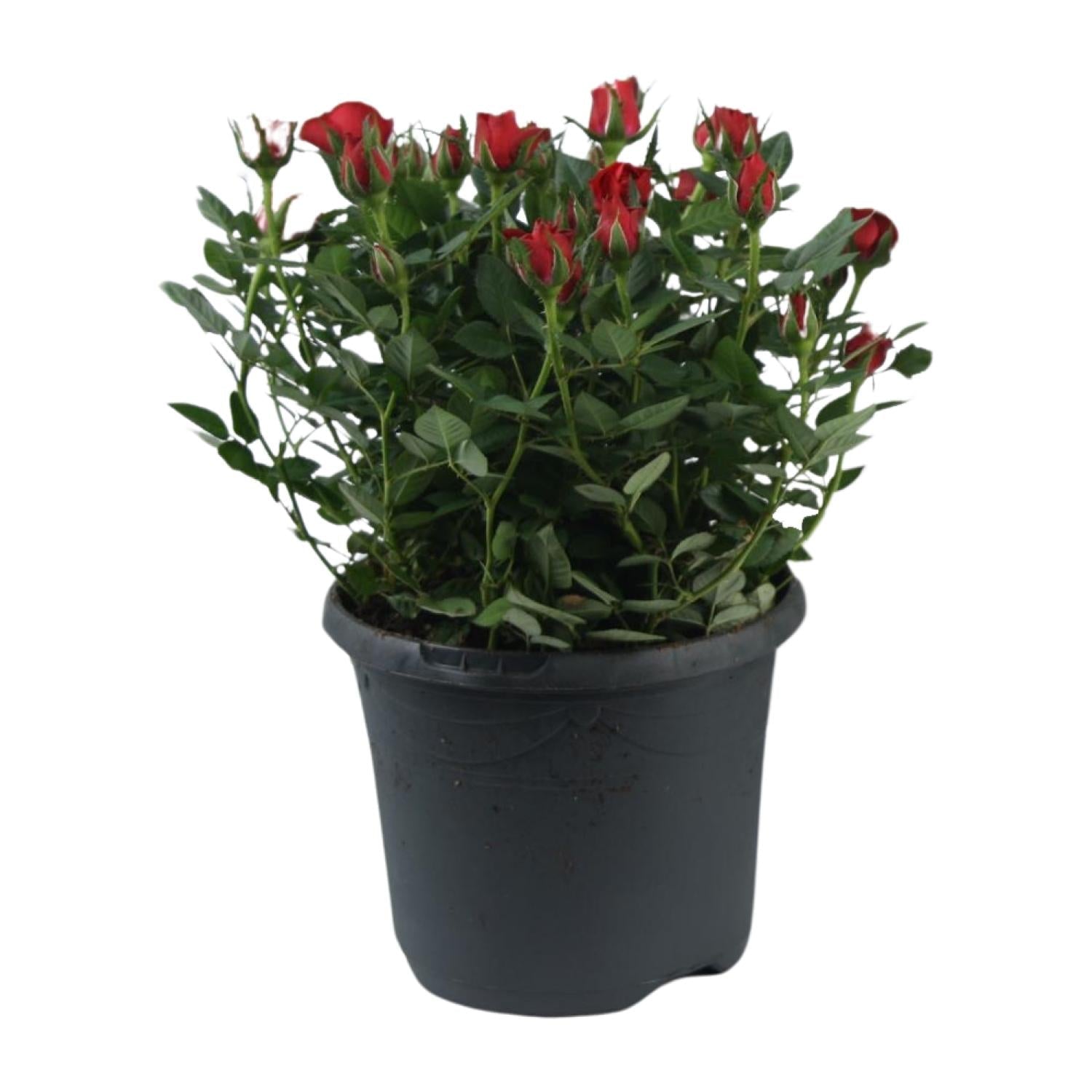 green-guardia-unsere-pflanzen-beetrose-jewel-patio-hot-30cm-pink image 1