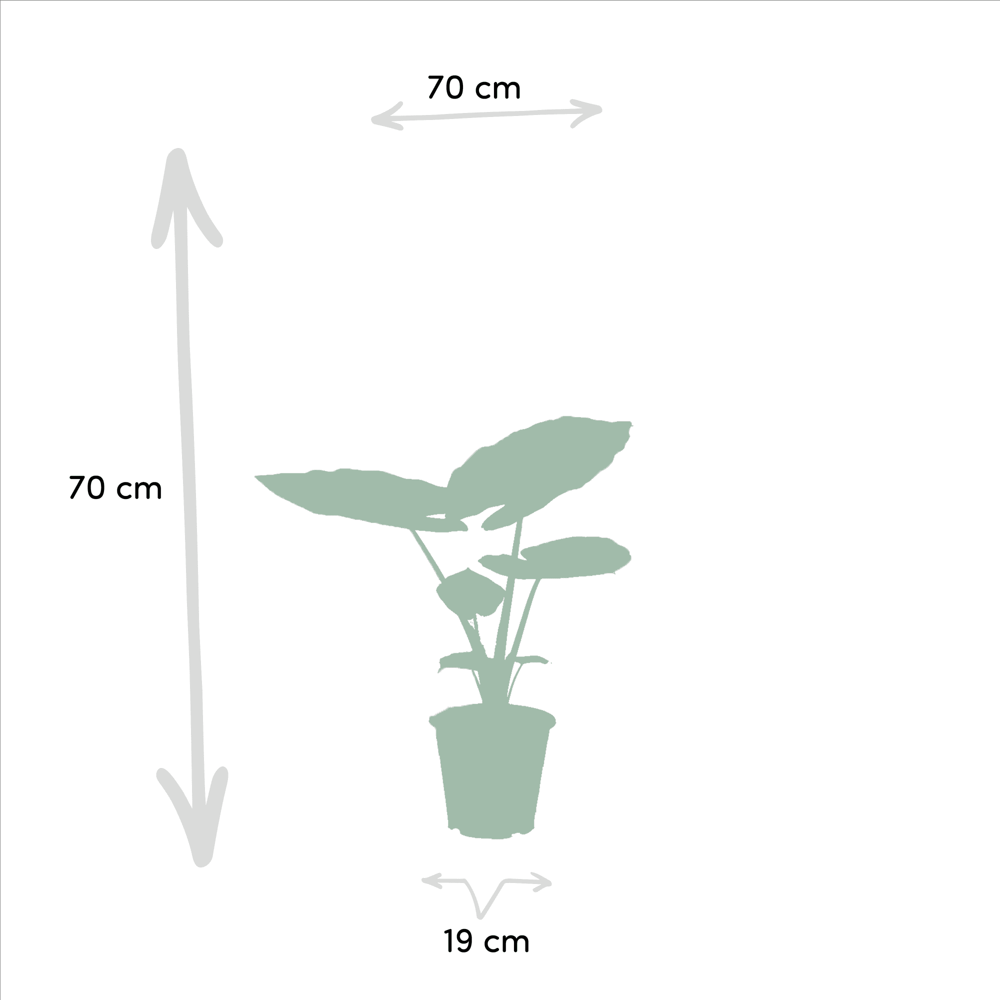 green-guardia-strelitzia-alocasia-paradiesvogelblume-2-pflanzen-70cm image 2