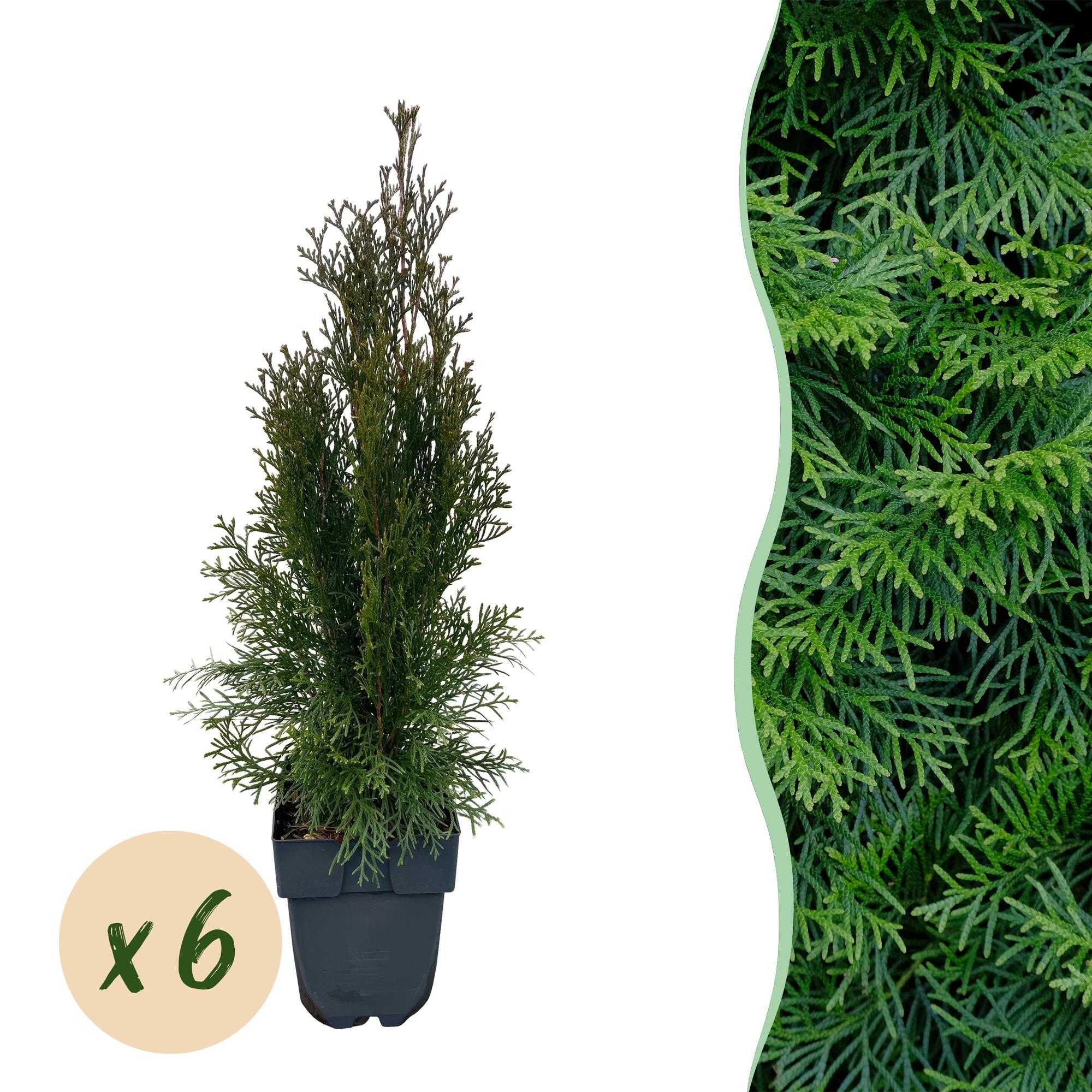 green-guardia-thuja-smaragd-heckenpflanze-17cm-60cm-immergr-n image 1