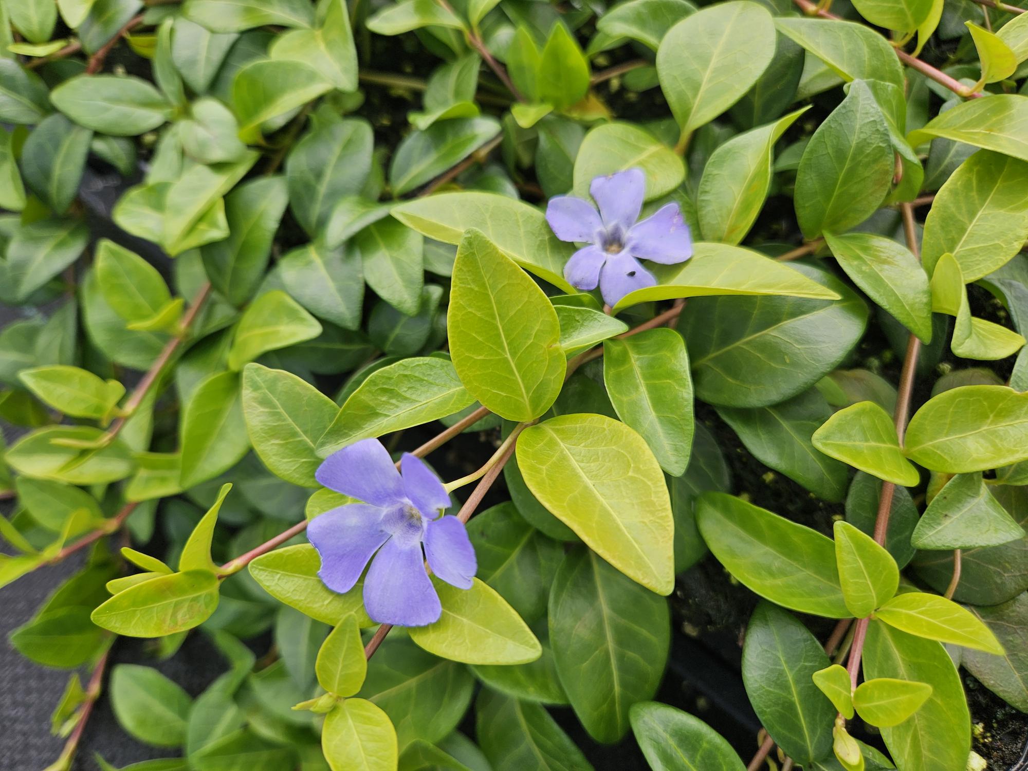 green-guardia-unsere-pflanzen-vinca-minor-la-grave-bodendecker-6-pflanzen-winter image 4