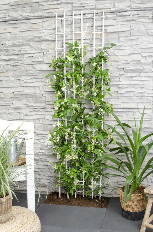 green-guardia-star-of-venice-jasmin-65-cm-15-cm-topf-wei image 1