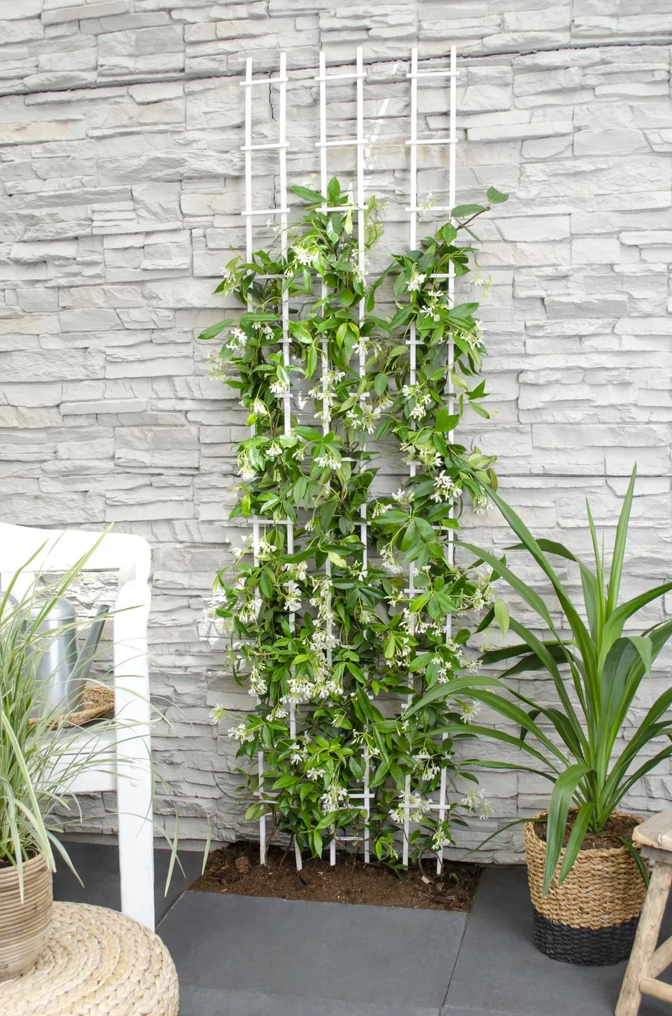 green-guardia-star-of-venice-jasmin-65-cm-15-cm-topf-wei image 1