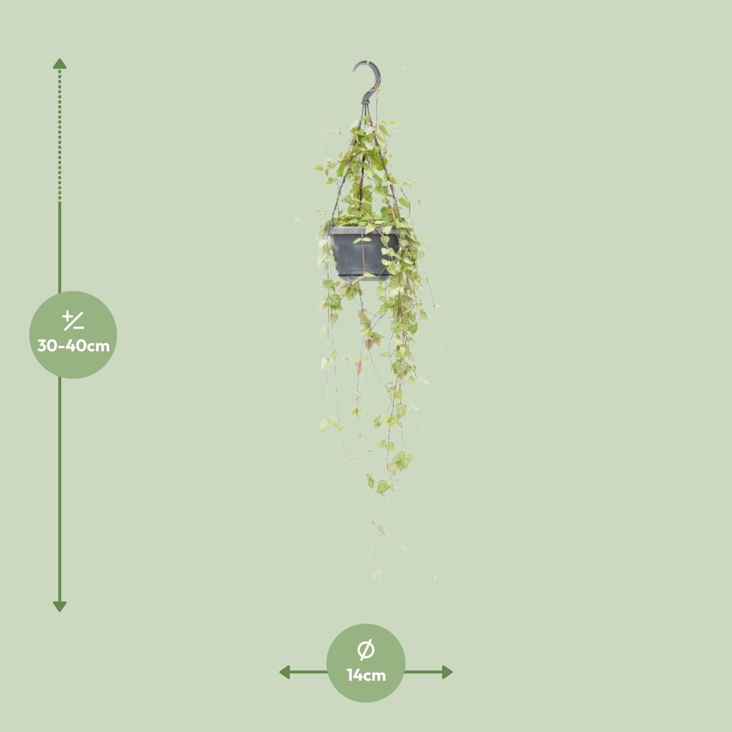 green-guardia-unsere-pflanzen-ceropegia-iris-leuchterblume-38-cm image 2
