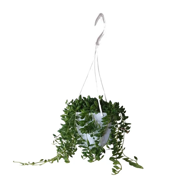 green-guardia-unsere-pflanzen-senecio-herreianus-erbsenpflanze-25cm image 1