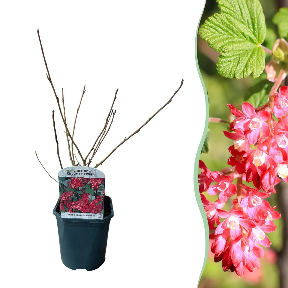 green-guardia-ribes-sanguineum-king-edward-bl-tenstrauch-17cm-rosa image 1