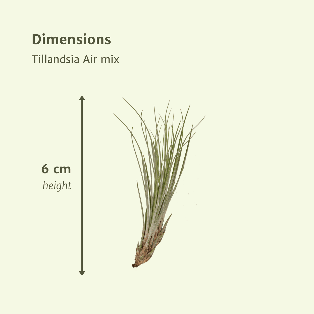 green-guardia-unsere-pflanzen-tillandsia-air-mix-luftpflanzen-5-stk image 2