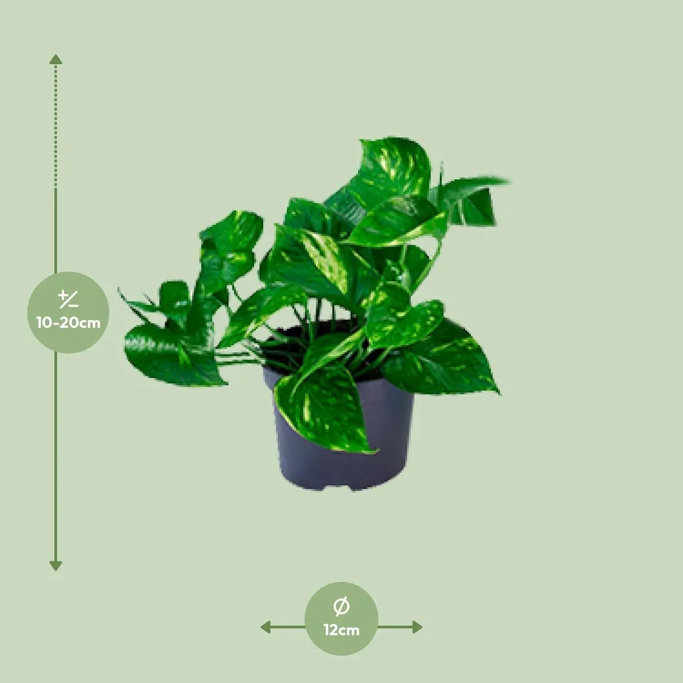 green-guardia-epipremnum-aureum-goldene-efeutute-25-cm-12-cm image 1