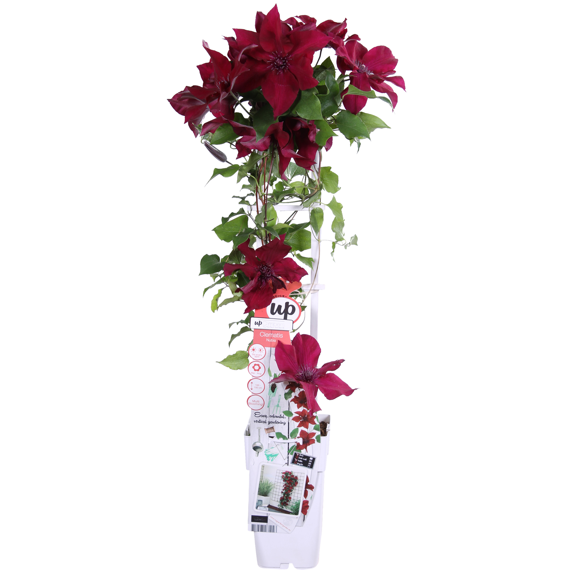 green-guardia-clematis-nubia-kletterpflanze-rot-15-cm-topf image 1