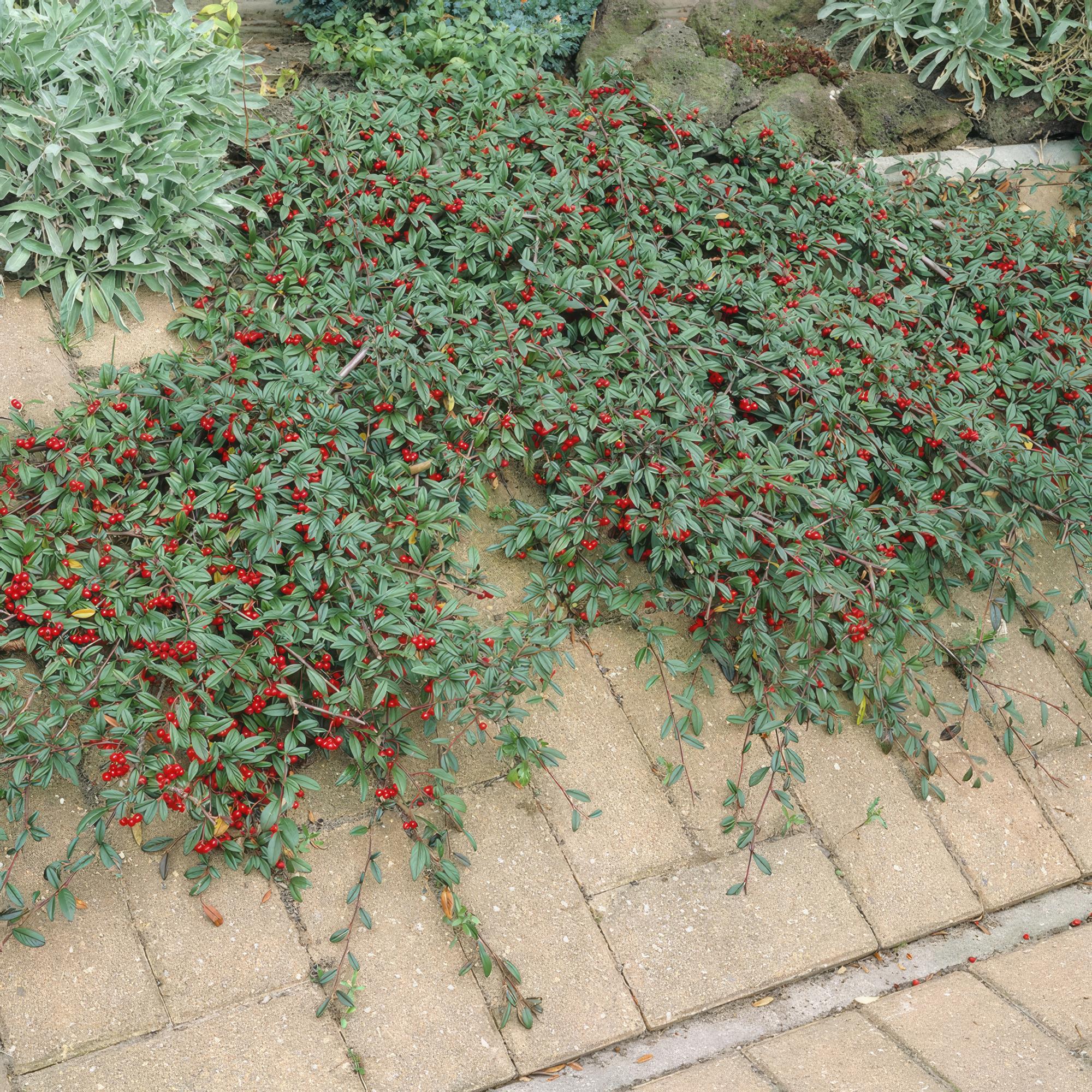 green-guardia-pflanzen-cotoneaster-dammeri-bodendecker-6x-9cm image 6