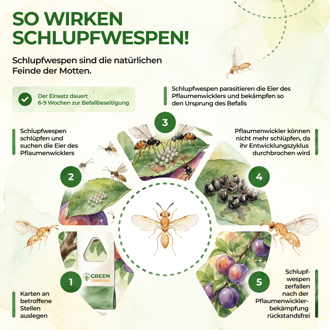 green-guardia-schlupfwespen-gegen-pflaumenwickler-3-karten-chemiefrei image 2